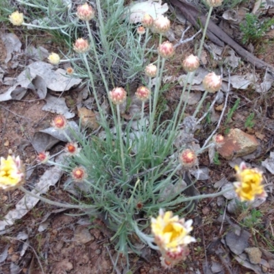 Leucochrysum albicans subsp. tricolor (Hoary Sunray) at Kenny, ACT - 7 Oct 2015 by Louisab