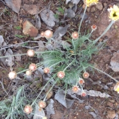 Leucochrysum albicans subsp. tricolor at Kenny, ACT - 8 Oct 2015