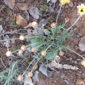 Leucochrysum albicans subsp. tricolor at Kenny, ACT - 8 Oct 2015