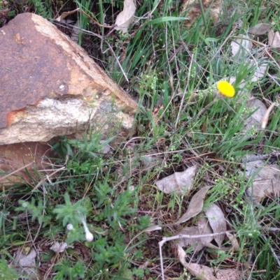 Leptorhynchos squamatus (Scaly Buttons) at Mount Majura - 7 Oct 2015 by Louisab