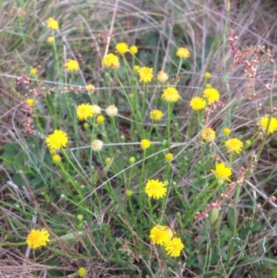 Calotis lappulacea (Yellow Burr Daisy) at Hume, ACT - 25 Oct 2015 by RichardMilner