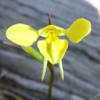 Diuris amabilis (Large Golden Moth) at Mount Fairy, NSW - 25 Oct 2015 by JanetRussell