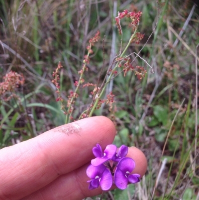 Swainsona sericea (Silky Swainson-Pea) at Jerrabomberra Grassland - 26 Oct 2015 by RichardMilner