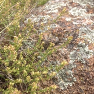 Galium gaudichaudii subsp. gaudichaudii at Hume, ACT - 26 Oct 2015