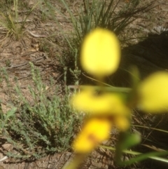 Diuris sulphurea (Tiger Orchid) at Black Mountain - 26 Oct 2015 by sybilfree