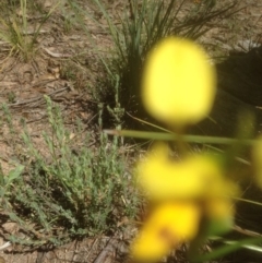 Diuris sulphurea at Bruce, ACT - suppressed