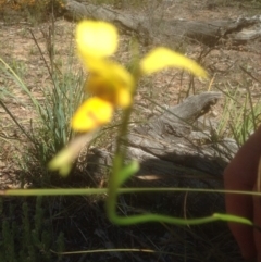 Diuris sulphurea at Bruce, ACT - 26 Oct 2015