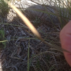 Diuris sulphurea at Bruce, ACT - suppressed