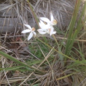 Caladenia moschata at Point 3232 - suppressed