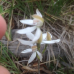 Caladenia moschata at Point 3232 - suppressed