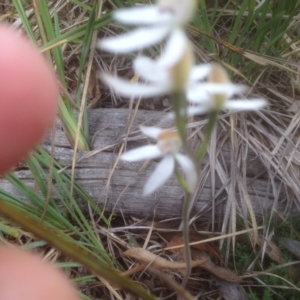 Caladenia moschata at Point 3232 - suppressed