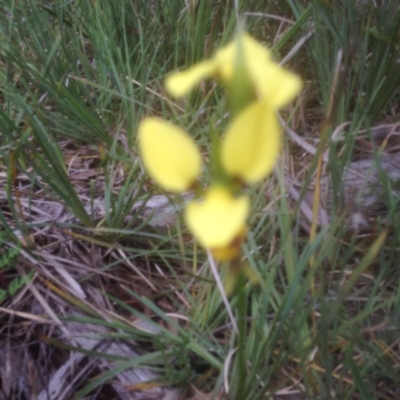 Diuris sulphurea (Tiger Orchid) at Black Mountain - 26 Oct 2015 by sybilfree
