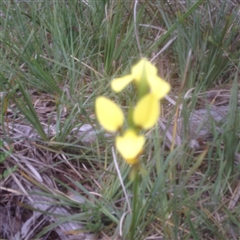 Diuris sulphurea at Point 5825 - 26 Oct 2015