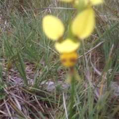 Diuris sulphurea at Point 5825 - 26 Oct 2015