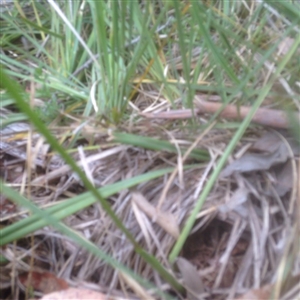 Diuris sulphurea at Point 5825 - 26 Oct 2015