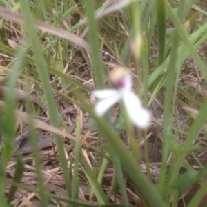 Caladenia cucullata at Undefined Area - suppressed