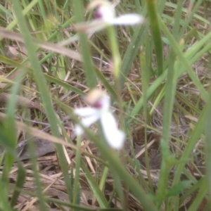 Caladenia cucullata at Undefined Area - suppressed