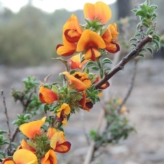 Pultenaea procumbens (Bush Pea) at Tennent, ACT - 20 Oct 2015 by MichaelBedingfield