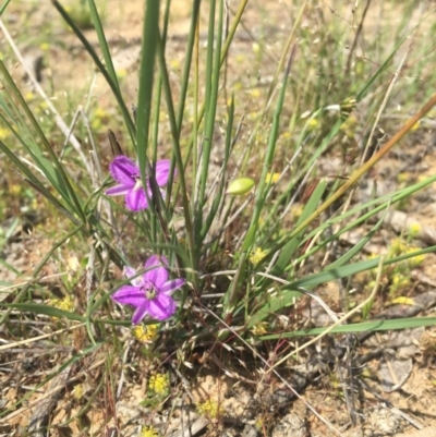 Thysanotus patersonii (Twining Fringe Lily) at Mulligans Flat - 26 Oct 2015 by Kate2602