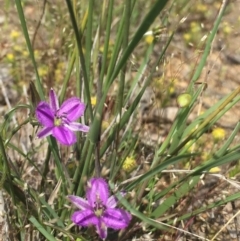 Thysanotus patersonii at Gungahlin, ACT - 26 Oct 2015 11:16 AM