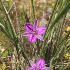 Thysanotus patersonii at Gungahlin, ACT - 26 Oct 2015