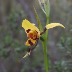 Diuris sulphurea (Tiger Orchid) at Tennent, ACT - 20 Oct 2015 by michaelb