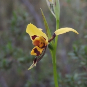 Diuris sulphurea at Tennent, ACT - 20 Oct 2015