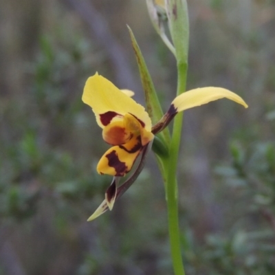 Diuris sulphurea (Tiger Orchid) at Tennent, ACT - 20 Oct 2015 by michaelb
