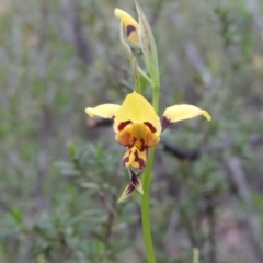 Diuris sulphurea at Tennent, ACT - 20 Oct 2015