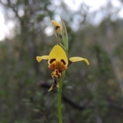 Diuris sulphurea at Tennent, ACT - 20 Oct 2015