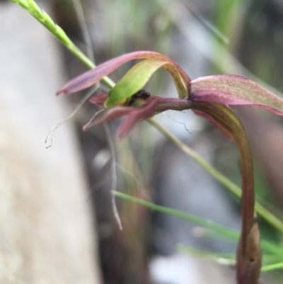 Chiloglottis trapeziformis (Diamond Ant Orchid) at Acton, ACT - 26 Oct 2015 by JasonC