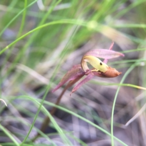 Chiloglottis trapeziformis at Acton, ACT - suppressed