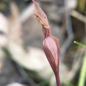 Chiloglottis trapeziformis at Acton, ACT - suppressed