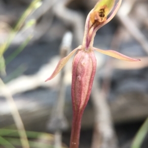 Chiloglottis trapeziformis at Acton, ACT - suppressed