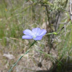 Linum marginale at Kambah, ACT - 26 Oct 2015