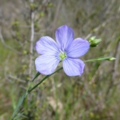 Linum marginale at Kambah, ACT - 26 Oct 2015