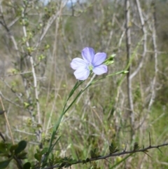 Linum marginale at Kambah, ACT - 26 Oct 2015