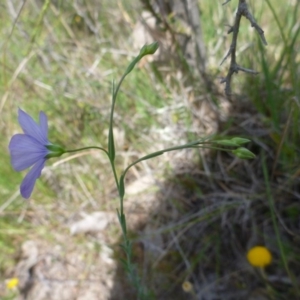 Linum marginale at Kambah, ACT - 26 Oct 2015 01:05 PM