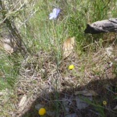 Linum marginale at Kambah, ACT - 26 Oct 2015 01:05 PM