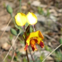 Diuris semilunulata (Late Leopard Orchid) at Mount Fairy, NSW - 25 Oct 2015 by JanetRussell