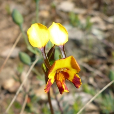 Diuris semilunulata (Late Leopard Orchid) at Mount Fairy, NSW - 25 Oct 2015 by JanetRussell
