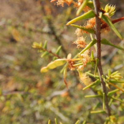 Acacia ulicifolia (Prickly Moses) at Black Mountain - 9 Oct 2015 by MichaelMulvaney