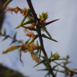 Acacia ulicifolia at Bruce, ACT - 10 Oct 2015 08:00 AM