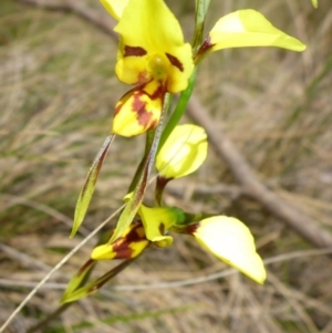 Diuris sulphurea at Mount Fairy, NSW - suppressed