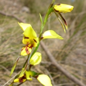 Diuris sulphurea at Mount Fairy, NSW - suppressed