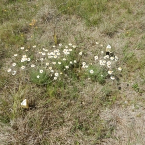 Leucochrysum albicans subsp. tricolor at Molonglo River Reserve - 19 Oct 2015 12:00 PM