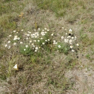 Leucochrysum albicans subsp. tricolor at Molonglo River Reserve - 19 Oct 2015