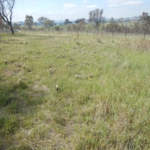 Leucochrysum albicans subsp. tricolor at Molonglo River Reserve - 19 Oct 2015