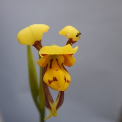 Diuris sulphurea (Tiger Orchid) at Black Mountain - 26 Oct 2015 by MichaelMulvaney