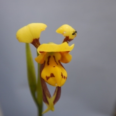 Diuris sulphurea (Tiger Orchid) at Point 5825 - 26 Oct 2015 by MichaelMulvaney